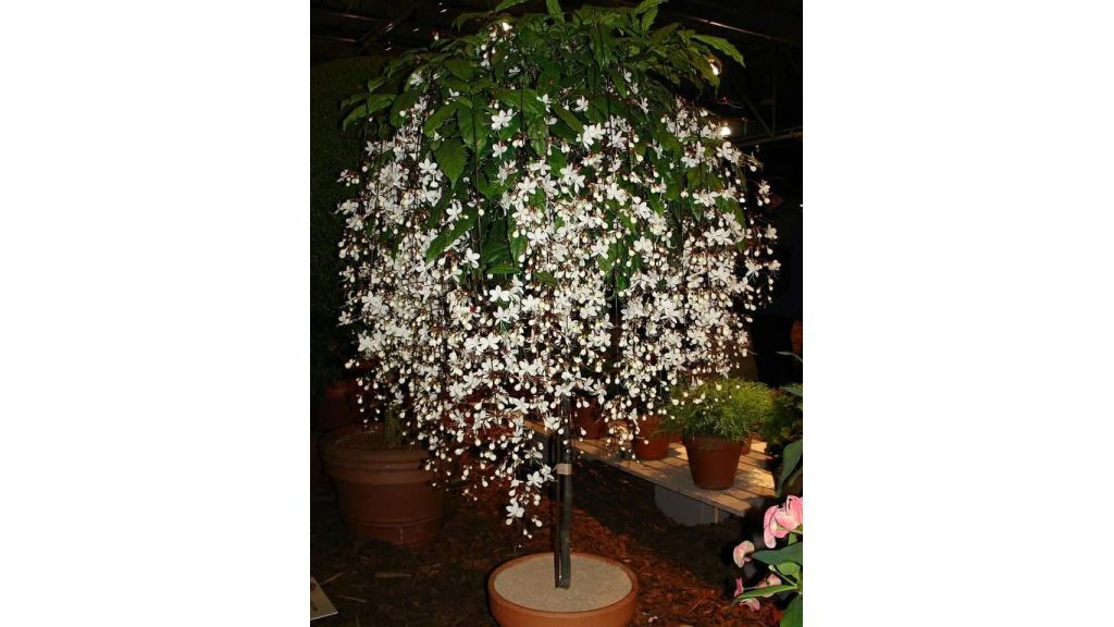 Clerodendrum smithianum  flower plant ( Chains of glory ) for sale
