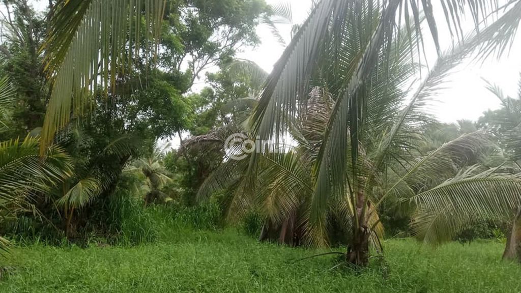33 acre Land for sale in ibbagamuwa