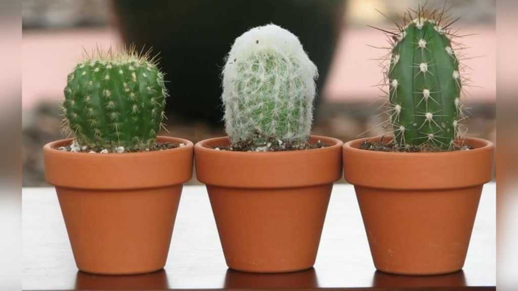 Clay cactus pots