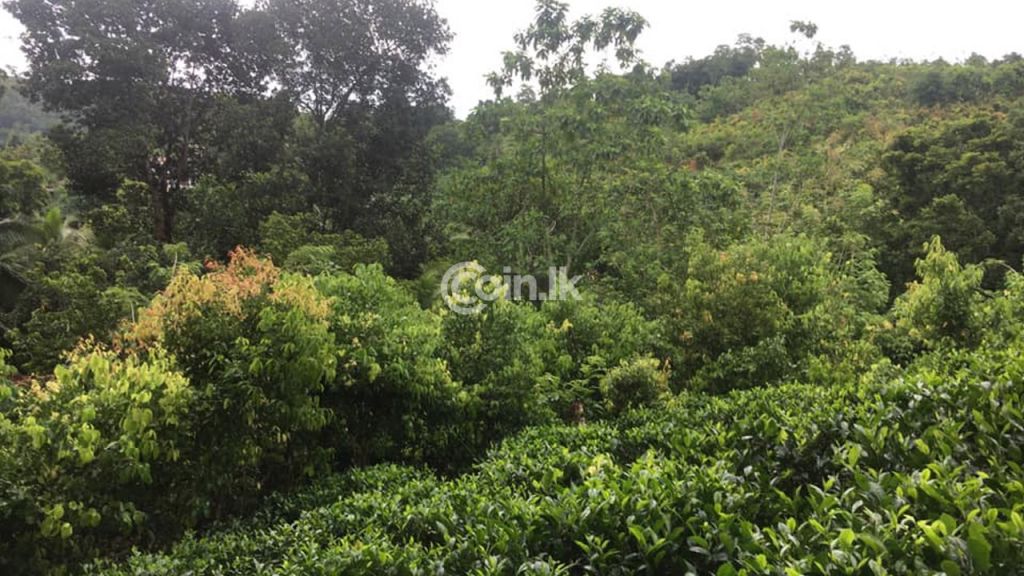 A tea land for sale in Weligama Akuressa