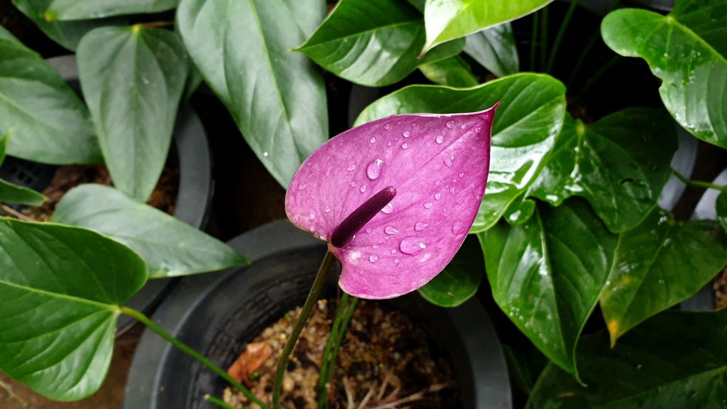 Anthurium Purple Rain