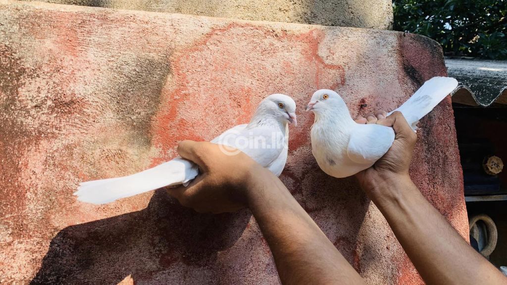 Sudu Indian Breeding pigeons