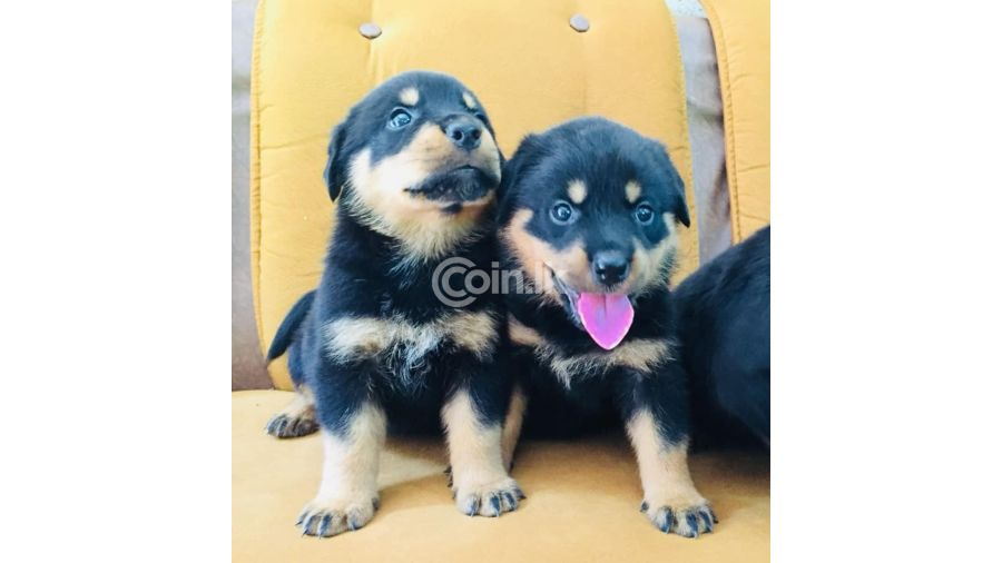 Rottweiler ppuppy s   Sale in Digana Kandy  