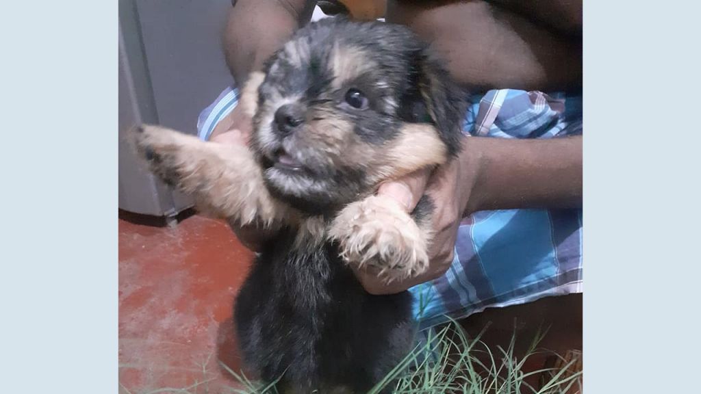 Dulux Puppy For Sale 50,000/= per 1 Black and Brown Black only 2 puppy Available