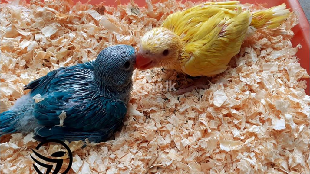 Yellow and Blue Indian Ringneck babies