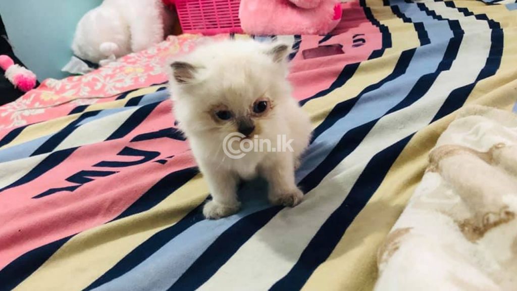 Himalayan female cat for sale