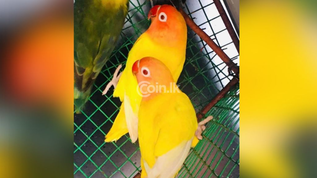 Parrots For Sale in Sri Lanka